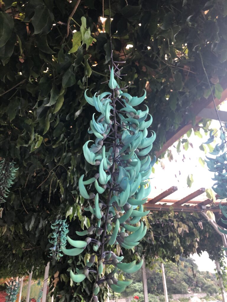 Strongylodon macrobotrys (Jade Vine)