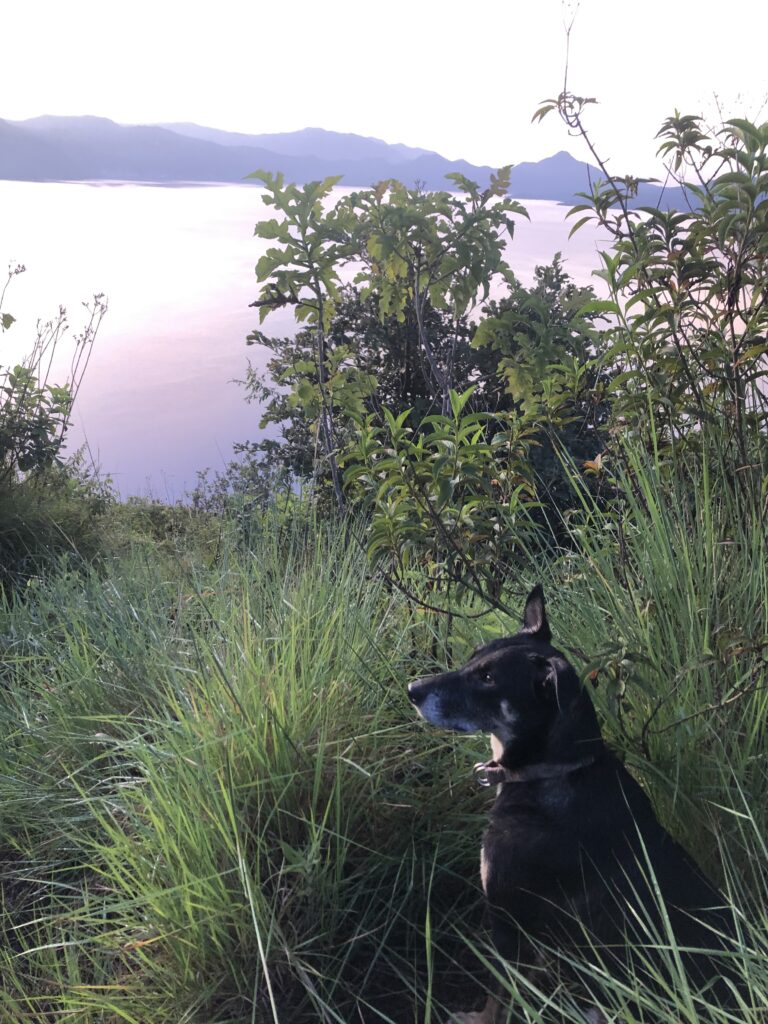 Friendly dog on hike, Lake Atitlán
