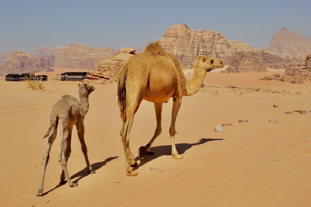 Wadi Rum, mother camel and camel calf