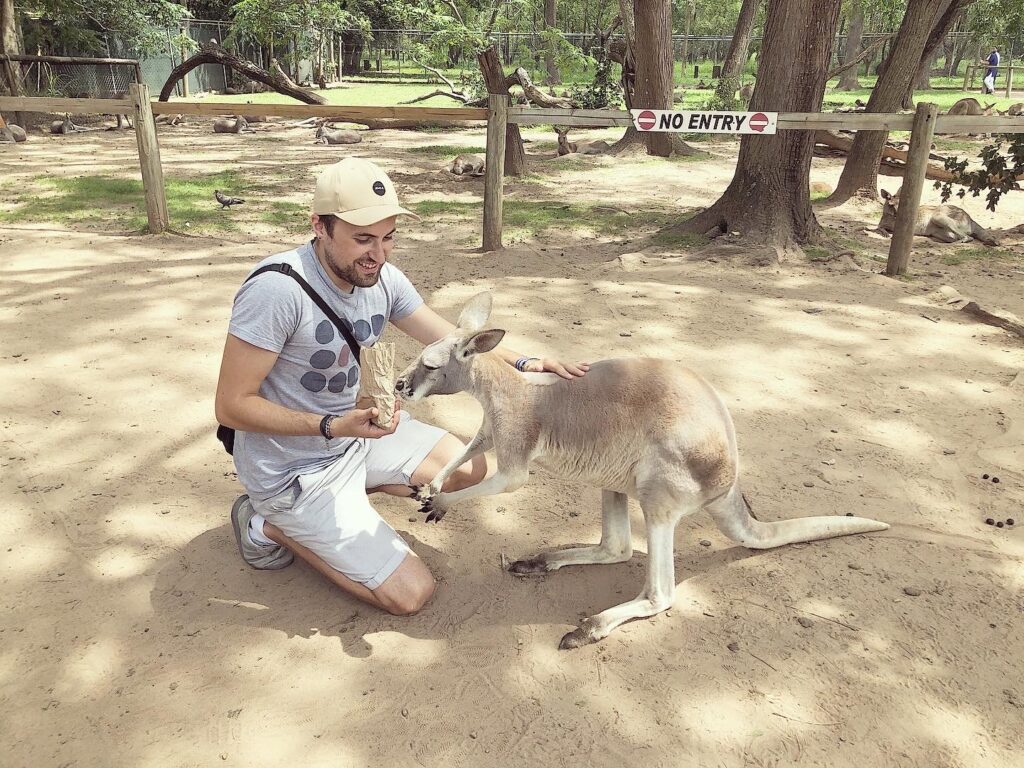 Kangaroos at Lone Pines Koala Sanctuary, Brisbane, Australia