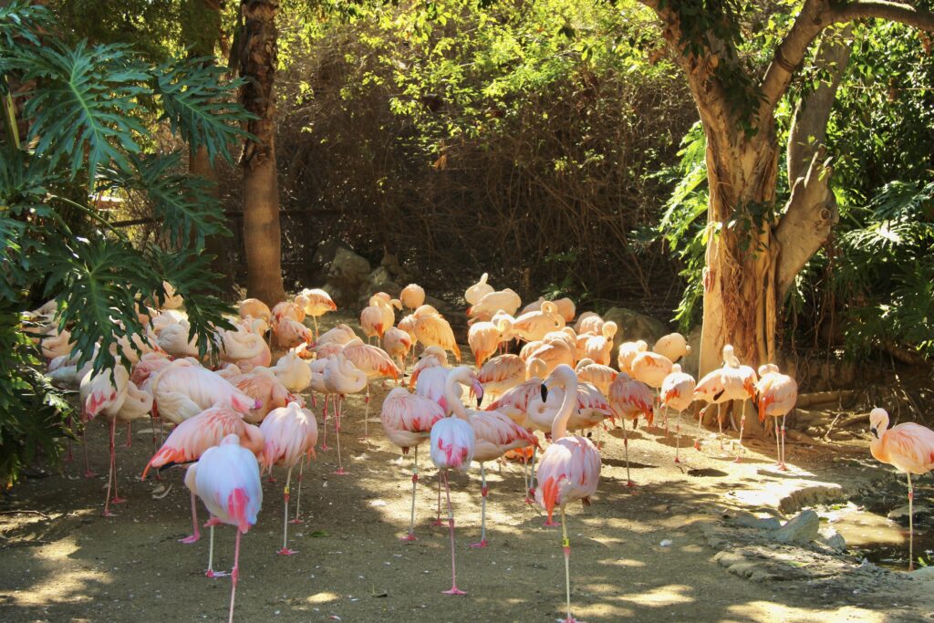 Flamingos at LA Zoo, sensory inclusivity