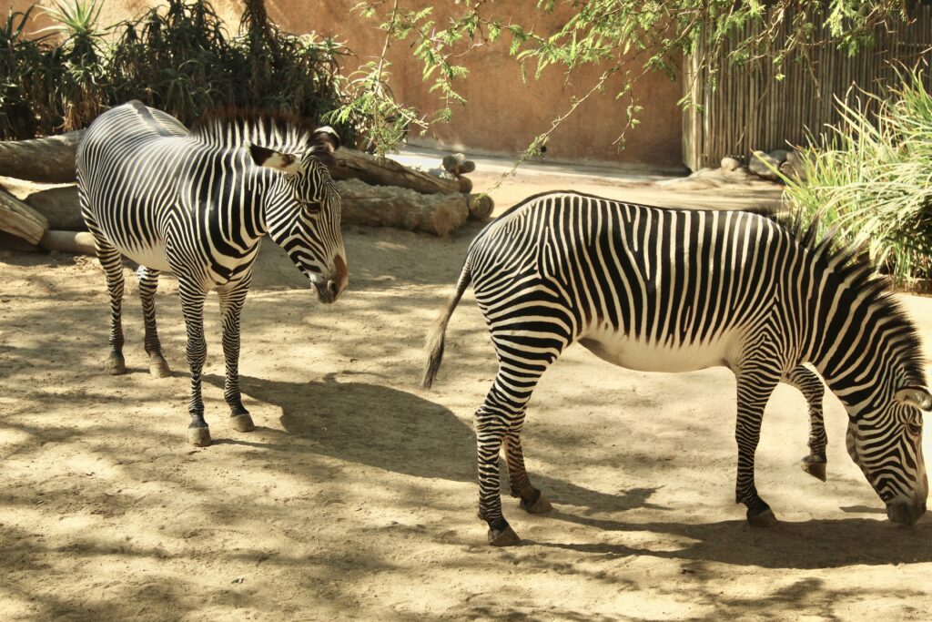 Zebras at LA Zoo, accessible tourism