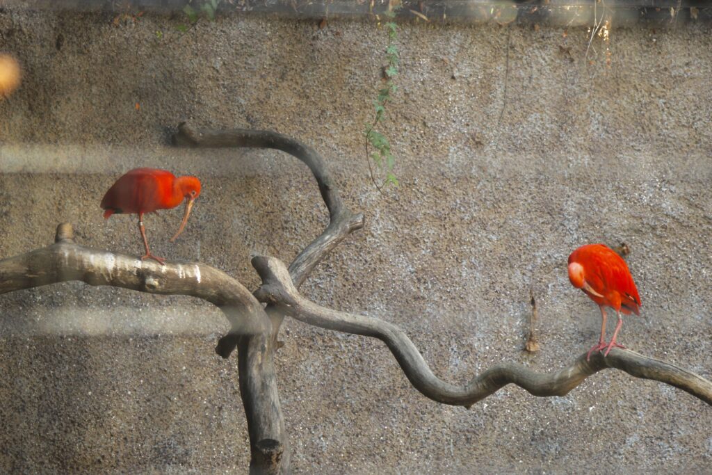 Bright Red Birds at LA Zoo, accessible travel