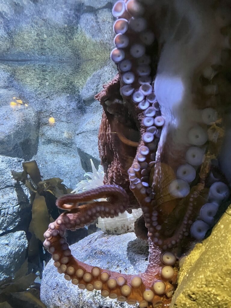 Great Pacific Octopus, Alex Stratikis