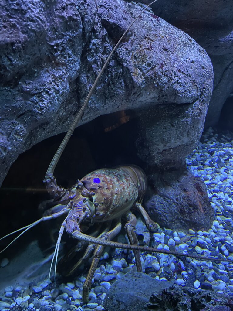 Spiny Lobster in the aquarium, Autism Adventures Abroad