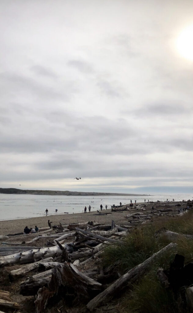 Siletz Bay, seal colony, Oregon