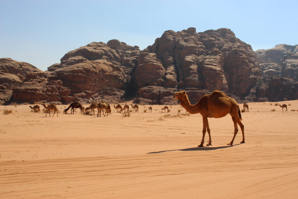 conscious travel experiences, authentic cultural connection, autism accessible travel