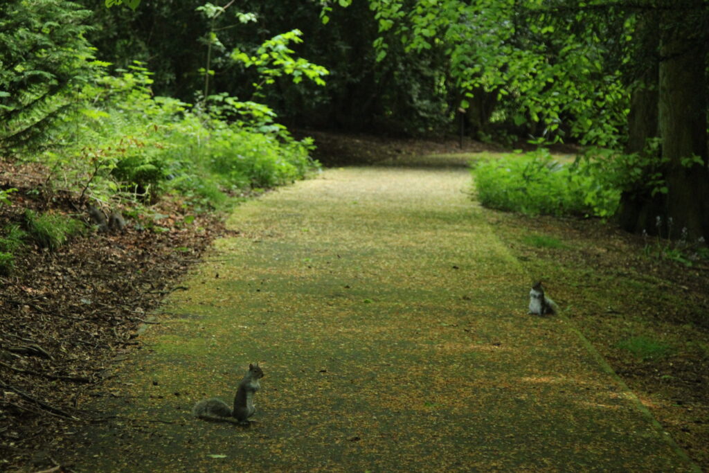 Dunfermline squirrels, Fife, Scotland, Accessible tourism, Autistic Travel, Alex Stratikis